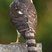 Sharp-shinned Hawk